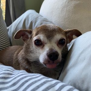 Meet your Posher, Brandon